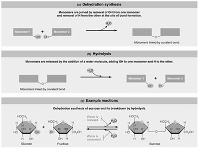 Dehydration synthesis and hydrolysis