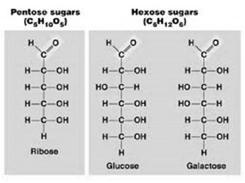 Pentose and hexose sugars