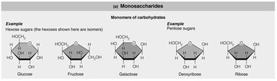 Monosaccharide structures