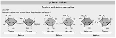 Disaccharide structures