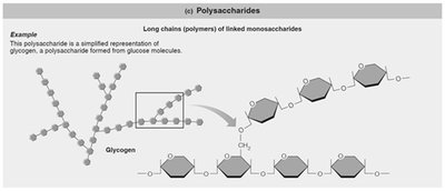 Polysaccharide structure (glycogen)
