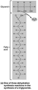 Synthesis of a triglyceride