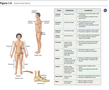 Directional terms and anatomical positions