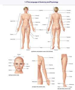 Anatomical regions and terminology