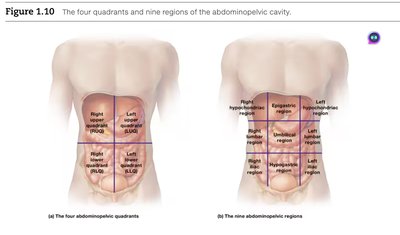 Abdominopelvic quadrants and regions