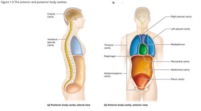 Anterior and posterior body cavities