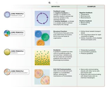 Core principles: feedback loops, structure-function, gradients, cell-cell communication
