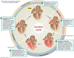 Labeling Activity: Heart Development