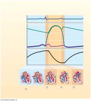 Labeling Activity: Cardiac conducting activity