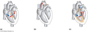 Labeling Activity: ANS innervation of Heart