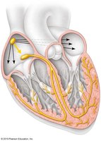 Labeling Activity: Heart action potential