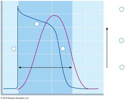 Labeling Activity: ECG