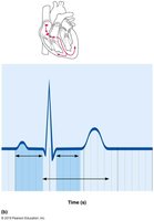 Labeling Activity: Cardiac Cycle