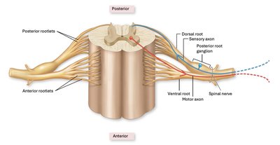 Spinal roots and ganglia