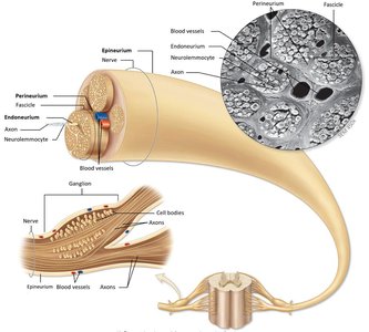 Structure of a nerve and its connective tissue layers