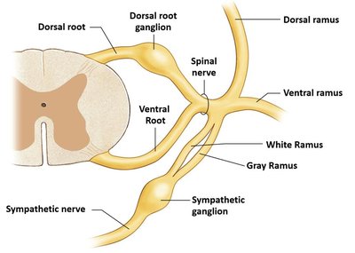 Branches of spinal nerves and rami