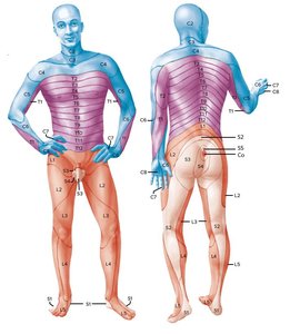 Dermatome map of the human body