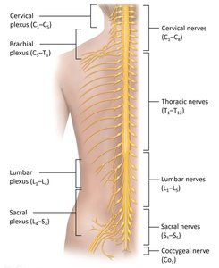 Spinal nerves and nerve plexuses