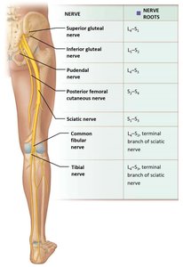 Sacral plexus and its branches