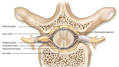 Cross-section of spinal meninges and spaces