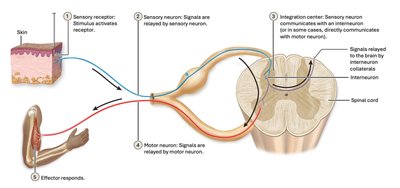 Reflex arc diagram
