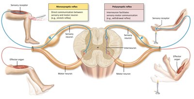 Monosynaptic and polysynaptic reflexes