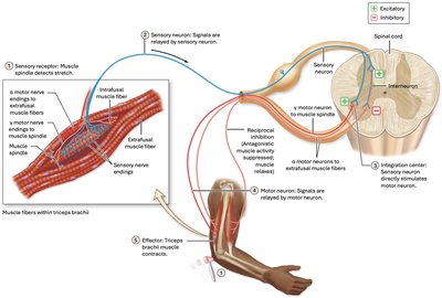 Stretch and withdrawal reflexes