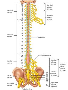Spinal cord segmentation and nerve plexuses