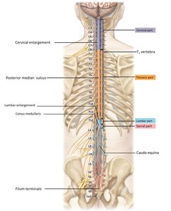 Distribution of gray matter in the spinal cord