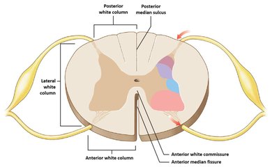 Distribution of white matter in the spinal cord