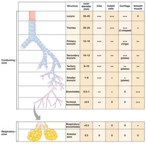 Table comparing structures of the conducting and respiratory zones