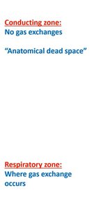 Diagram showing conducting and respiratory zones