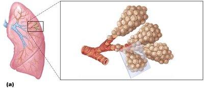 Detailed anatomy of the respiratory membrane and alveolus