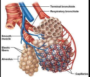 Alveolus structure with capillaries and smooth muscle