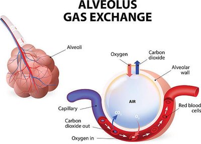 Alveolus gas exchange diagram