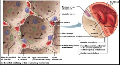 Detailed anatomy of the respiratory membrane