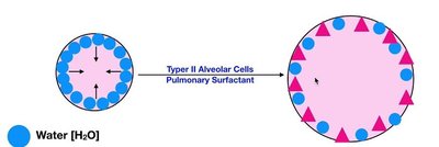 Surfactant action by Type II alveolar cells