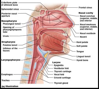 Sagittal section of the upper respiratory tract showing nasal cavity, pharynx, and larynx