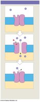 Chemically gated ion channel