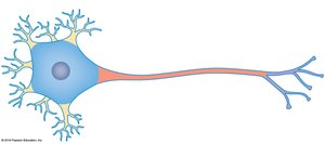 Anatomy of a typical neuron