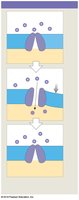Mechanically gated ion channel