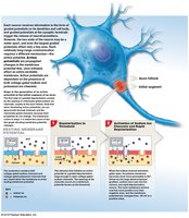 Action potential generation, part 1