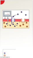 Activation of sodium channels and rapid depolarization