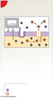 Inactivation of sodium channels, activation of potassium channels