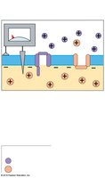 Return to resting membrane potential