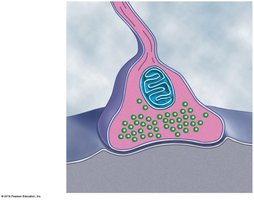 Structure of a chemical synapse