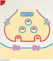 Ca2+ influx and ACh release