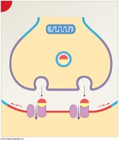 ACh binds to postsynaptic receptors