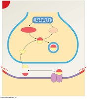 ACh breakdown and recycling