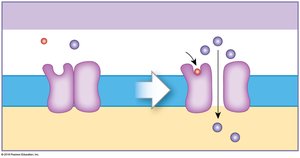 Direct effects of neurotransmitters